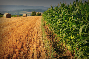 agropecuaria